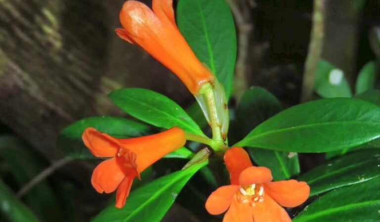oranye-dari-poso,-spesies-baru-rhododendron-abadikan-nama-pendeta-yombu-wuri