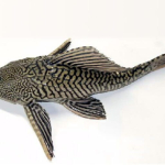 ikan-sapu-sapu,-si-pembersih-kaca-kini-dapat-label-rusak-ekosistem