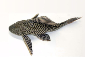ikan-sapu-sapu,-si-pembersih-kaca-kini-dapat-label-rusak-ekosistem