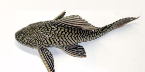 ikan-sapu-sapu,-si-pembersih-kaca-kini-dapat-label-rusak-ekosistem