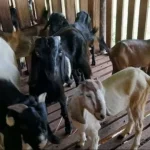dayah-mahyal-ulum-al-aziziyah-banda-aceh-kembangkan-peternakan-kambing