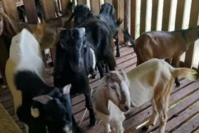 dayah-mahyal-ulum-al-aziziyah-banda-aceh-kembangkan-peternakan-kambing