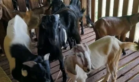 dayah-mahyal-ulum-al-aziziyah-banda-aceh-kembangkan-peternakan-kambing