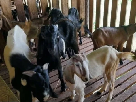 dayah-mahyal-ulum-al-aziziyah-banda-aceh-kembangkan-peternakan-kambing