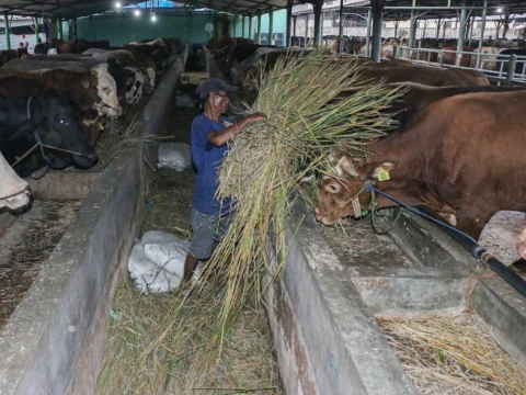 peternakan-di-kota-bekasi-rawat-ribuan-sapi-untuk-idul-kurban-2026
