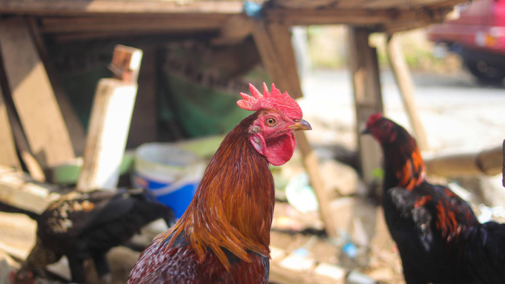 ternyata-selama-ini-kita-makan-ayam-“blasteran”, -waktunya-ayam-asli-indonesia-bisa-berdikari?