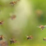 eaten,-used-as-taxis-and-vomited-up:-how-bees-support-other-animals