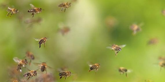 eaten,-used-as-taxis-and-vomited-up:-how-bees-support-other-animals
