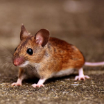 hantavirus,-tikus,-dan-kebersihan-lingkungan-kita