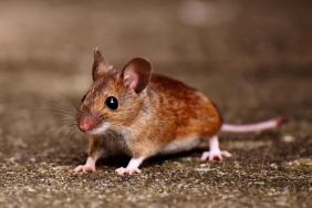hantavirus,-tikus,-dan-kebersihan-lingkungan-kita