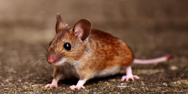 hantavirus,-tikus,-dan-kebersihan-lingkungan-kita