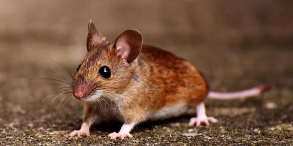 hantavirus,-tikus,-dan-kebersihan-lingkungan-kita