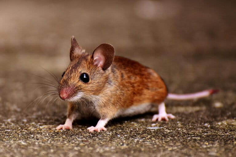 hantavirus,-tikus,-dan-kebersihan-lingkungan-kita