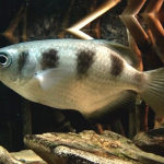 ikan-pemanah,-predator-yang-memburu-mangsa-di-darat
