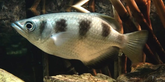 ikan-pemanah,-predator-yang-memburu-mangsa-di-darat
