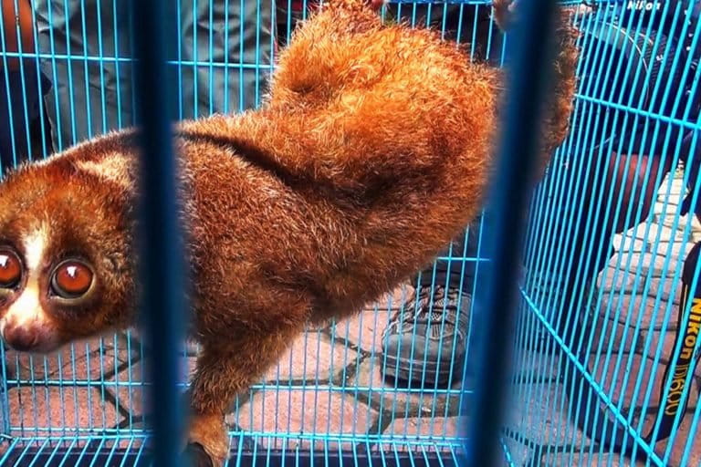 perburuan-satwa-liar-bakal-makin-menggila-di-sumatera-utara?
