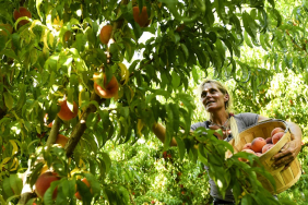 a-fungal-disease,-along-with-climate-change,-threatens-colorado’s-prized-peaches