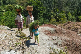 kearifan-masyarakat-adat-boti-berdaulat-pangan-sekaligus-jaga-hutan