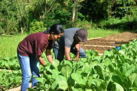upaya-mama-mama-flores-berdaulat-pangan-sampai-konservasi-lahan