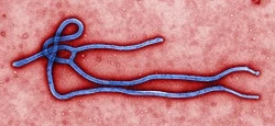 imbauan-bagi-masyarakat-indonesia-atas-merebaknya-penyakit-ebola
