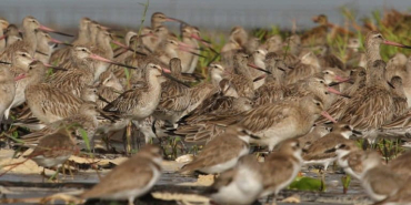 burung-migran-di-pesisir-banda-aceh-perlahan-hilang
