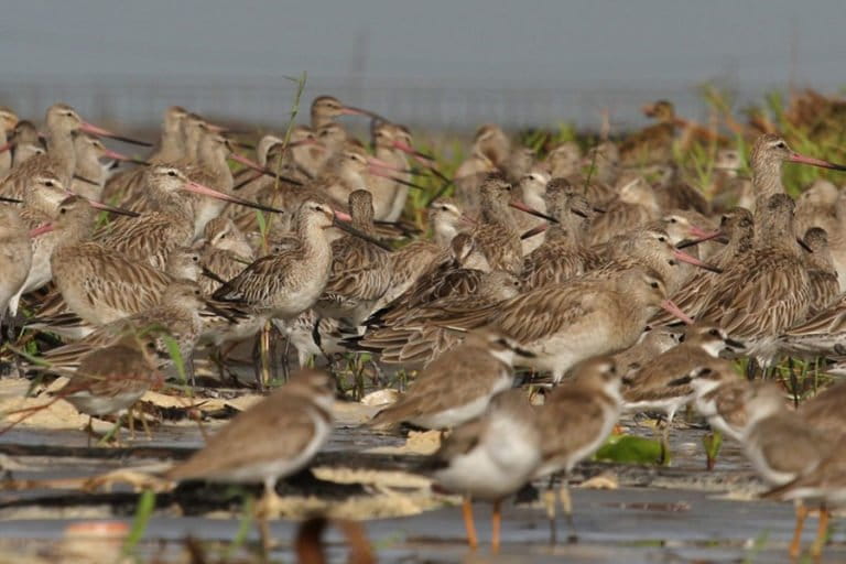 burung-migran-di-pesisir-banda-aceh-perlahan-hilang