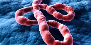 eks-direktur-who-bicara-ebola-kegawatan-internasional