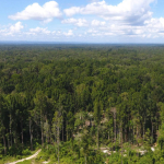 papua-itu-bukan-“lahan-kosong”,-di-sana-ada-hutan,-satwa-endemik,-dan-hidup-banyak-orang