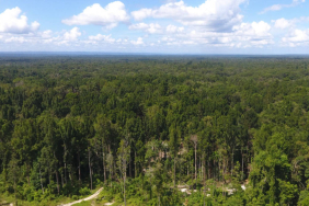 papua-itu-bukan-“lahan-kosong”,-di-sana-ada-hutan,-satwa-endemik,-dan-hidup-banyak-orang
