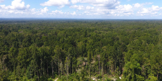 papua-itu-bukan-“lahan-kosong”,-di-sana-ada-hutan,-satwa-endemik,-dan-hidup-banyak-orang