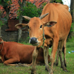 sapi-madura-bukan-sapi-biasa,-ada-dna-banteng-liar-yang-membuatnya-berbeda-dari-lainnya