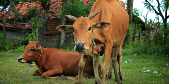 sapi-madura-bukan-sapi-biasa,-ada-dna-banteng-liar-yang-membuatnya-berbeda-dari-lainnya