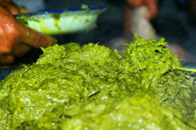 terites,-makanan-tradisional-ekstrim-khas-karo-yang-terbuat-dari-isi-perut-sapi-atau-kerbau
