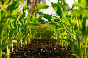outsource-ai-crop-monitoring-&-yield-prediction-ke-sagara-hemat-biaya-lapangan