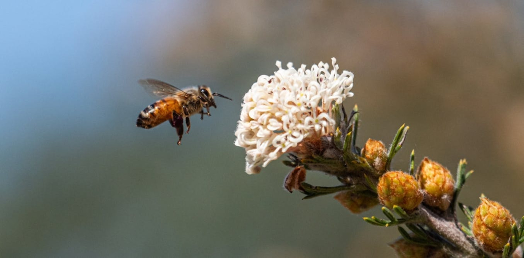 what-ai-taxis-and-robots-can-learn-from-bees