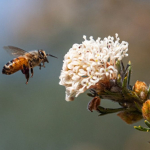 what-ai-taxis-and-robots-can-learn-from-bees