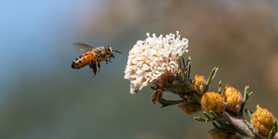 what-ai-taxis-and-robots-can-learn-from-bees