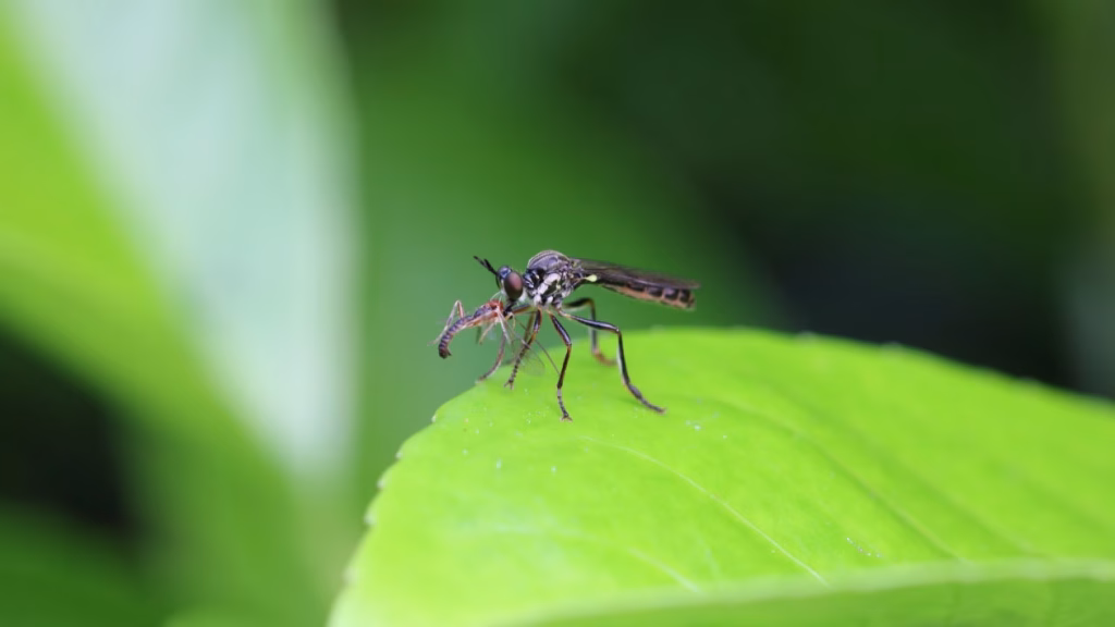 kerusakan-lingkungan-membuka-gerbang-wabah-malaria-zoonosis-di-indonesia