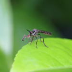 kerusakan-lingkungan-membuka-gerbang-wabah-malaria-zoonosis-di-indonesia