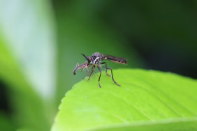 kerusakan-lingkungan-membuka-gerbang-wabah-malaria-zoonosis-di-indonesia