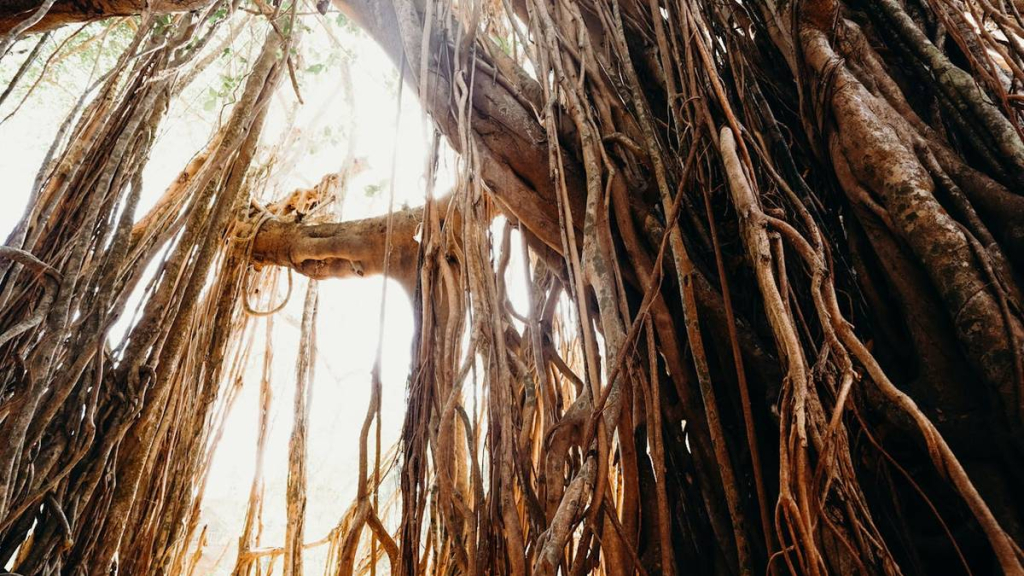 legenda-kerlonggona-pohon-keramat-di-wamena,-cerita-rakyat-dari-papua