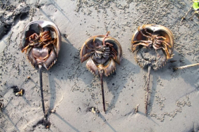 kepiting-tapal-kuda,-hewan-darah-biru-yang-bukan-kepiting