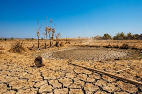 indonesia-nggak-takut-“godzilla-el-nino”,-di-sini-ada-tanaman-pangan-super-yang-tahan-kering
