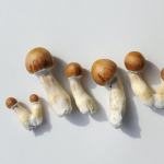 a-single-dose-of-psilocybin-eased-depression-symptoms-for-months,-our-study-found