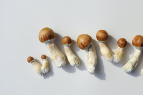 a-single-dose-of-psilocybin-eased-depression-symptoms-for-months,-our-study-found