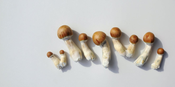 a-single-dose-of-psilocybin-eased-depression-symptoms-for-months,-our-study-found