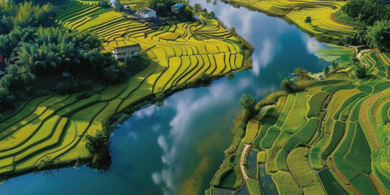 Rice feeds billions of people – but its role in fueling climate change is growing