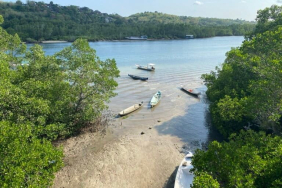pengembangan-kawasan-ekonomi-khusus-berisiko-gerus-ekosistem-mangrove-bali