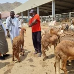 daging-dam-jemaah-haji-bakal-disalurkan-ke-palestina