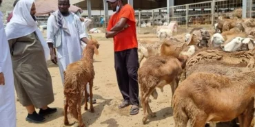 daging-dam-jemaah-haji-bakal-disalurkan-ke-palestina